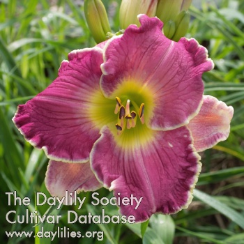 Daylily Slow to Anger